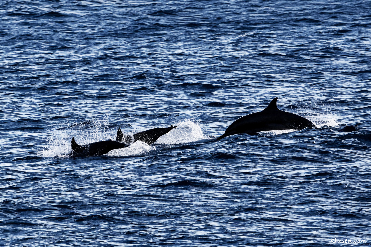 Eine Delphin Familie schwmimmt vorbei