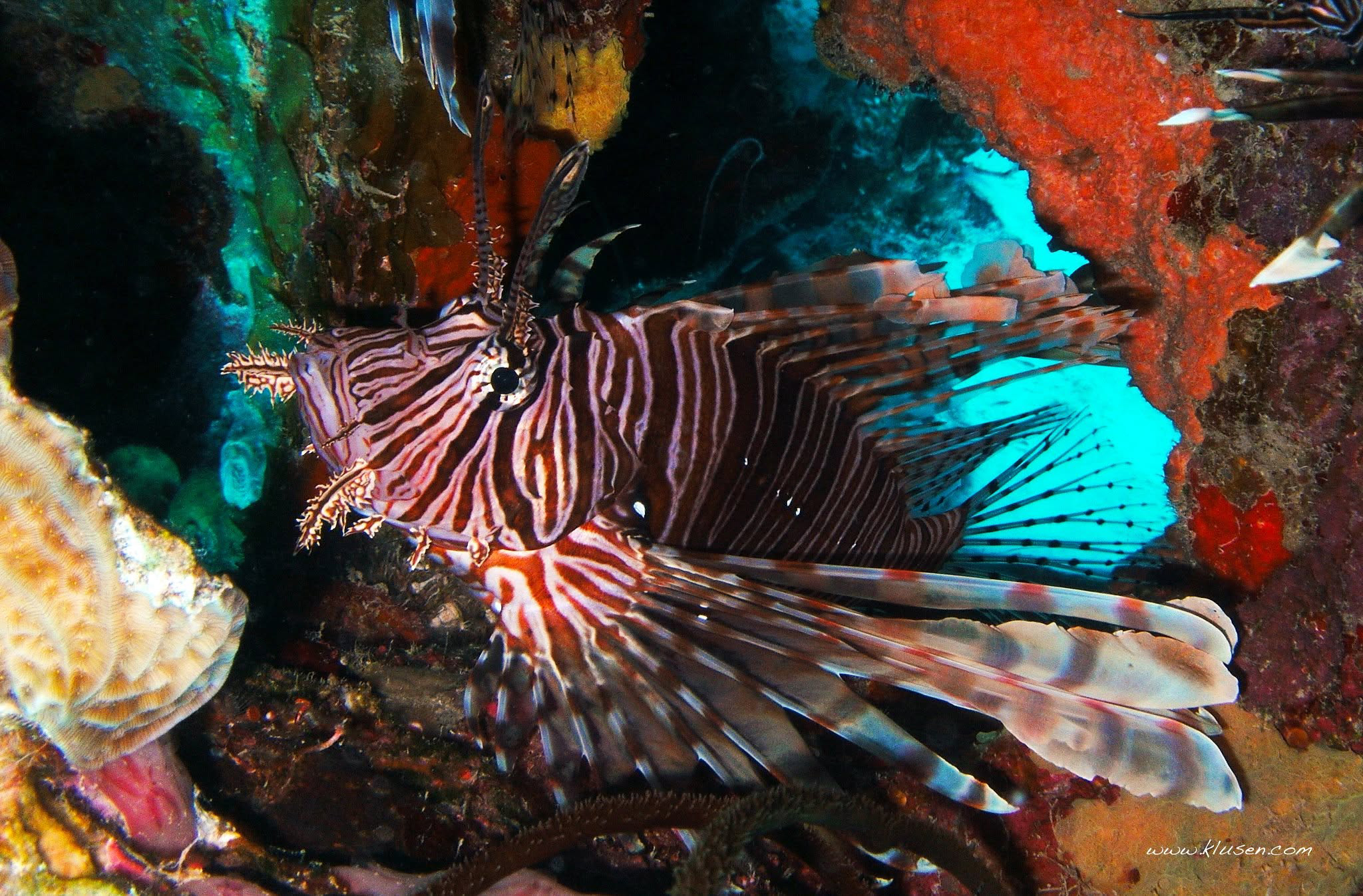 Ein Feuerfisch lauert in seiner Höhle